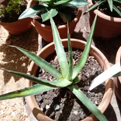 Agave Difformis