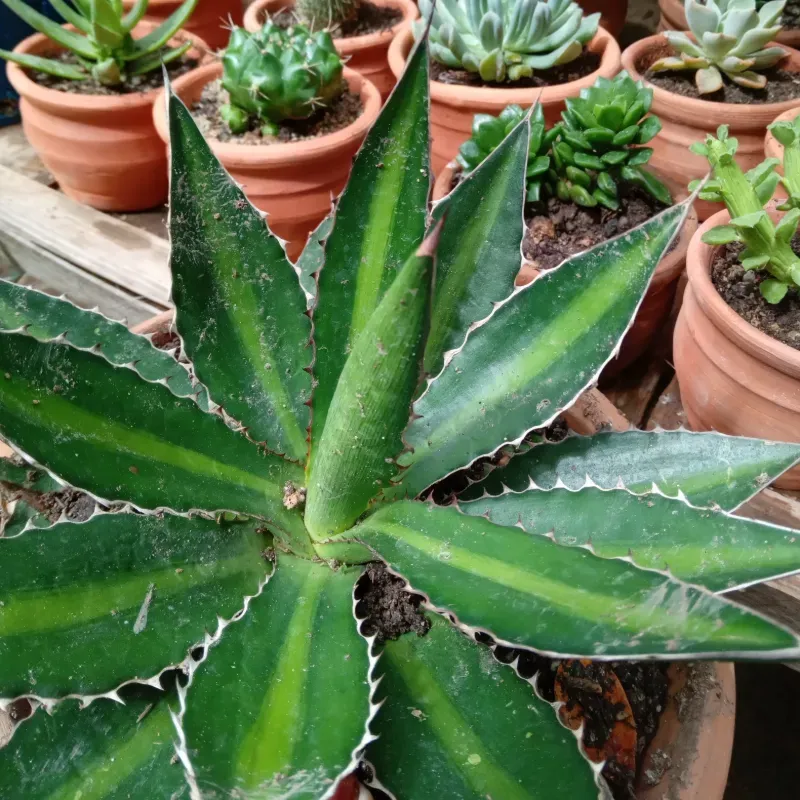 Agave Lophantha splendida