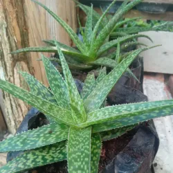 Aloe 1