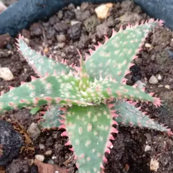 Aloe 2