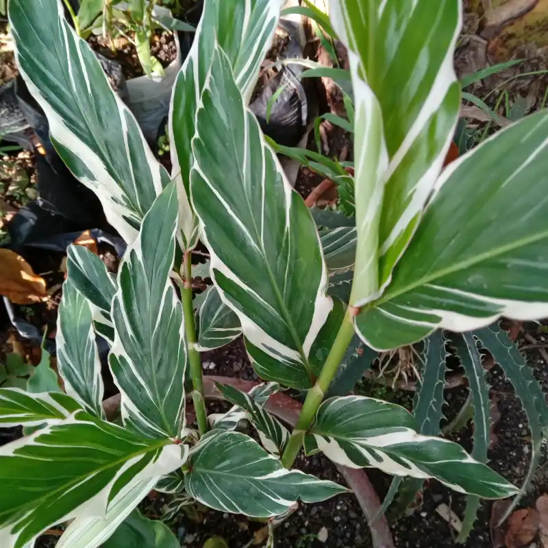 Alpinia Variegada (Alpinia Vittata)