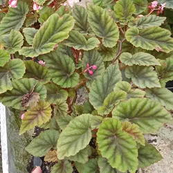 Begonia Alas de Angel var. enana