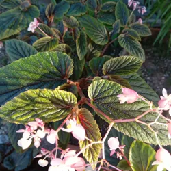 Begonia Alas de Angel var. grande