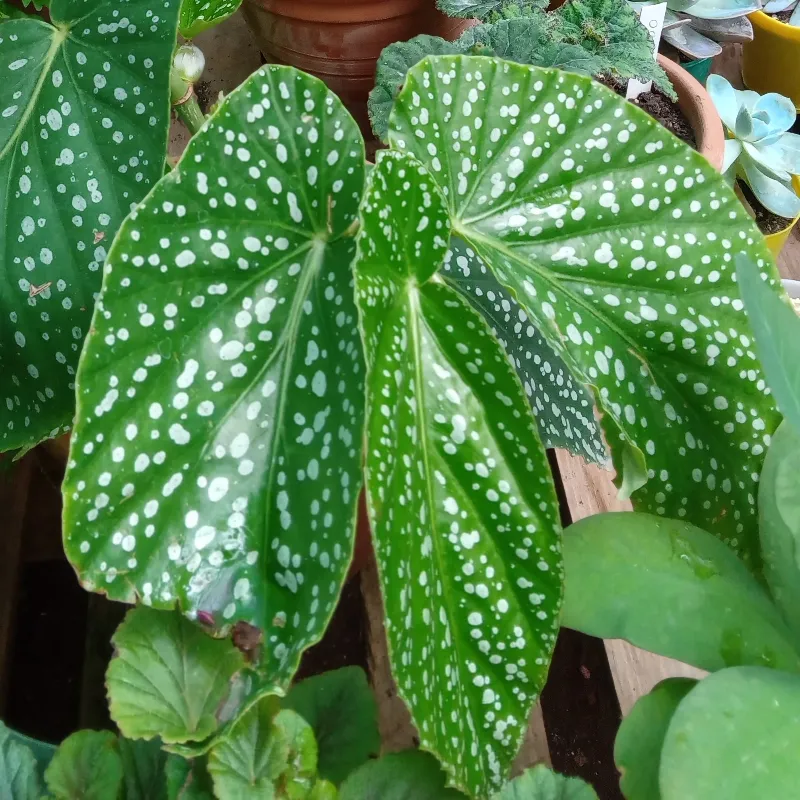 Begonia Arbustiva 