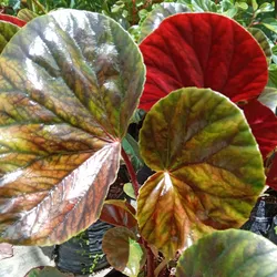 Begonia Arbustiva