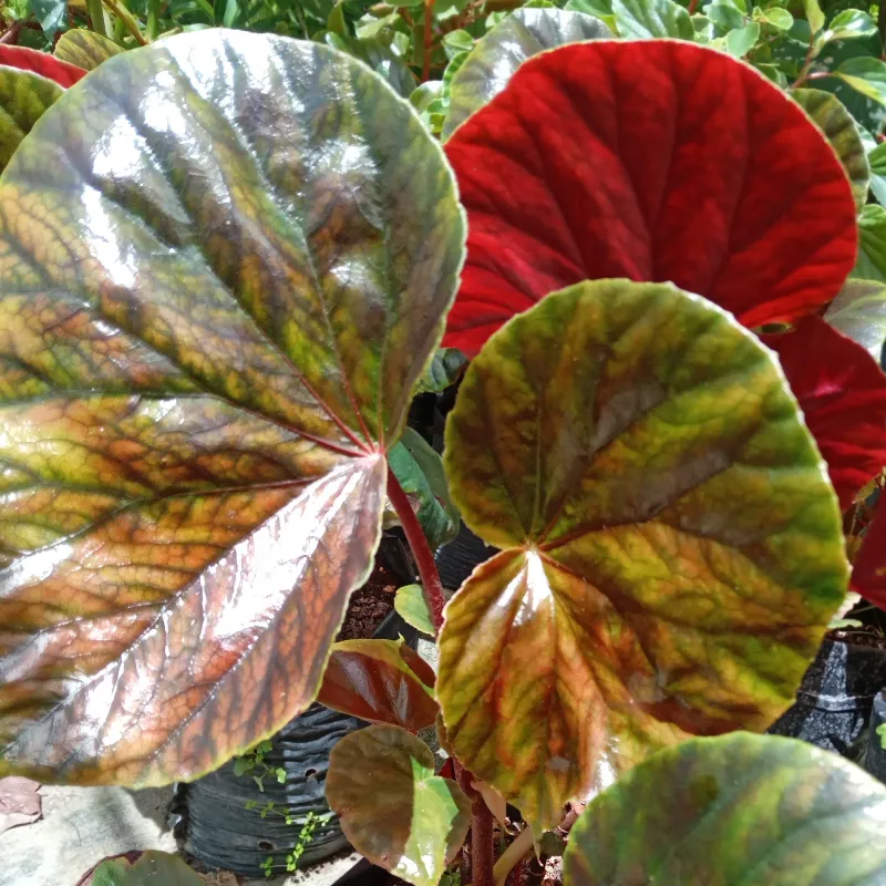 Begonia Arbustiva