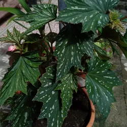 Begonia  Arbustiva