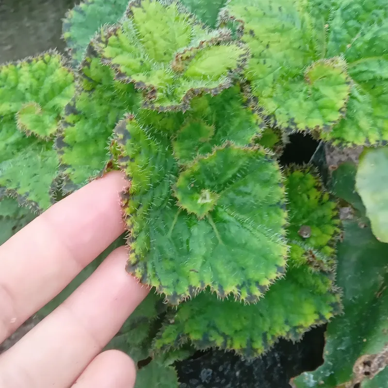 Begonia Caracol Verde 