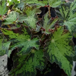 Begonia Cleopatra 