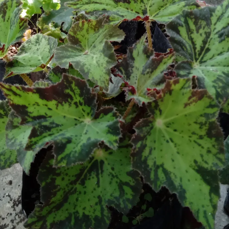 Begonia Cleopatra 