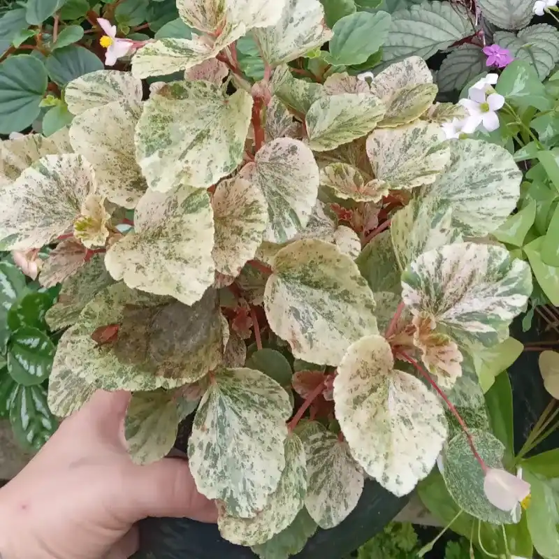 Begonia Flor de Azucar Variegada  