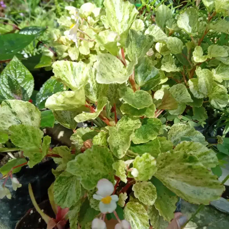 Begonia Flor de Azucar Variegada  