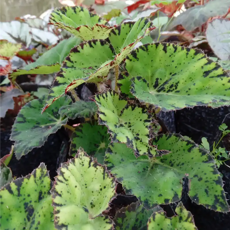 Begonia Pestañas de Mujer  (bolsa)