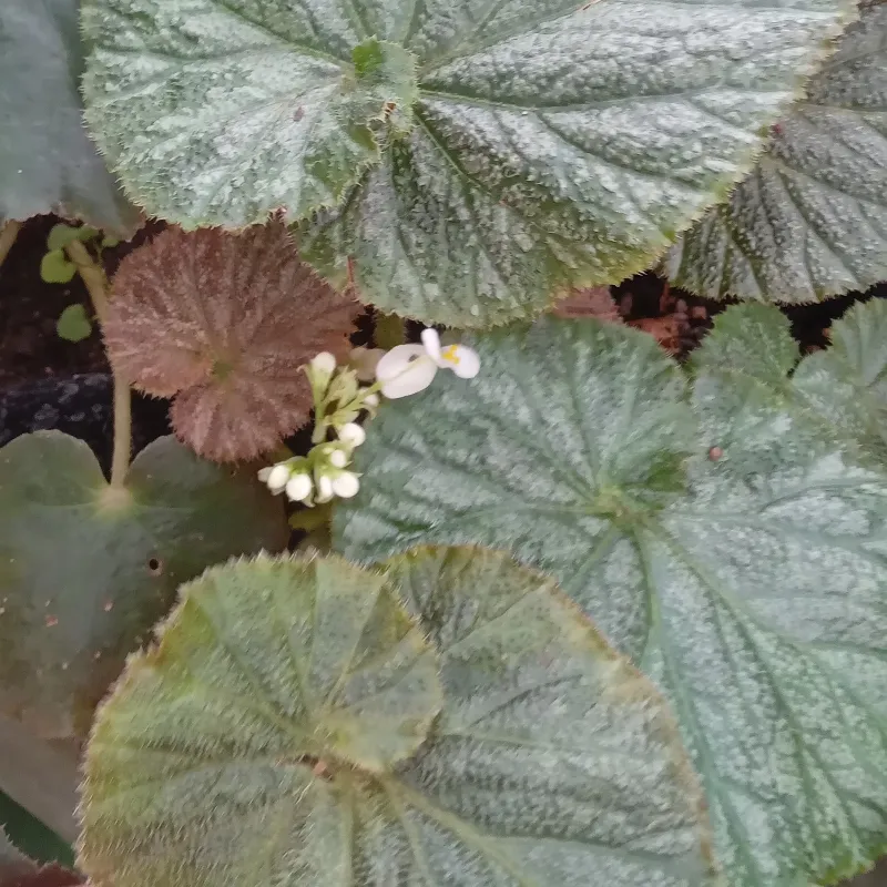 Begonia Sapo Caracol