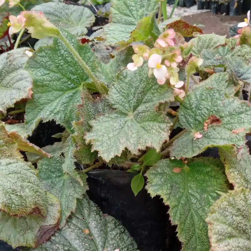 Begonia sapo