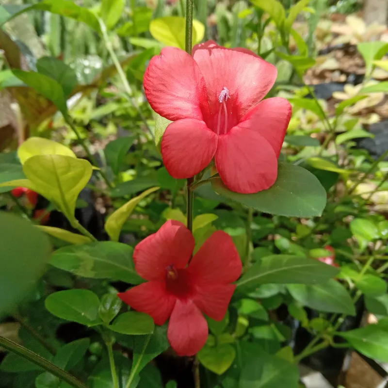 boquita de lagartija Barleria repens