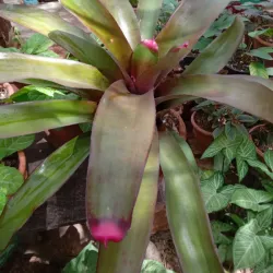 Bromelia  (uñas de señorita)