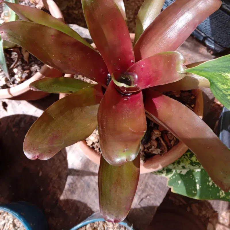 Bromelia