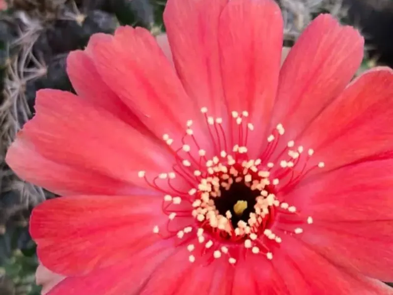 Cactus