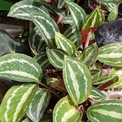  Calathea 1