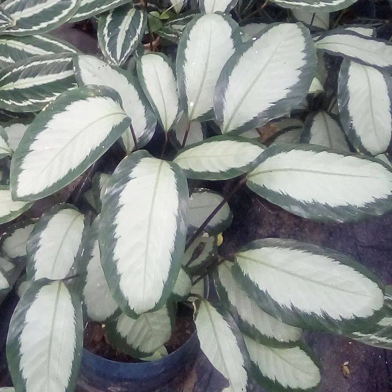 Calathea 2 (plateada)