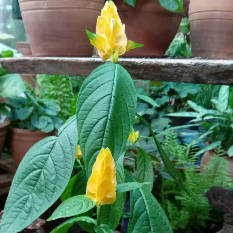 Camaroncito amarillo (Beloperone guttata)