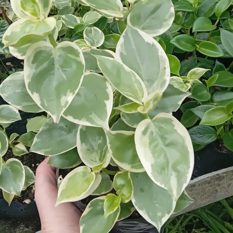 Colgante variegada