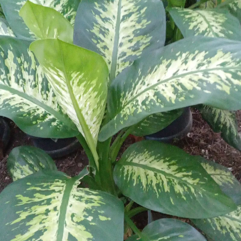 Dieffenbachia Tropy