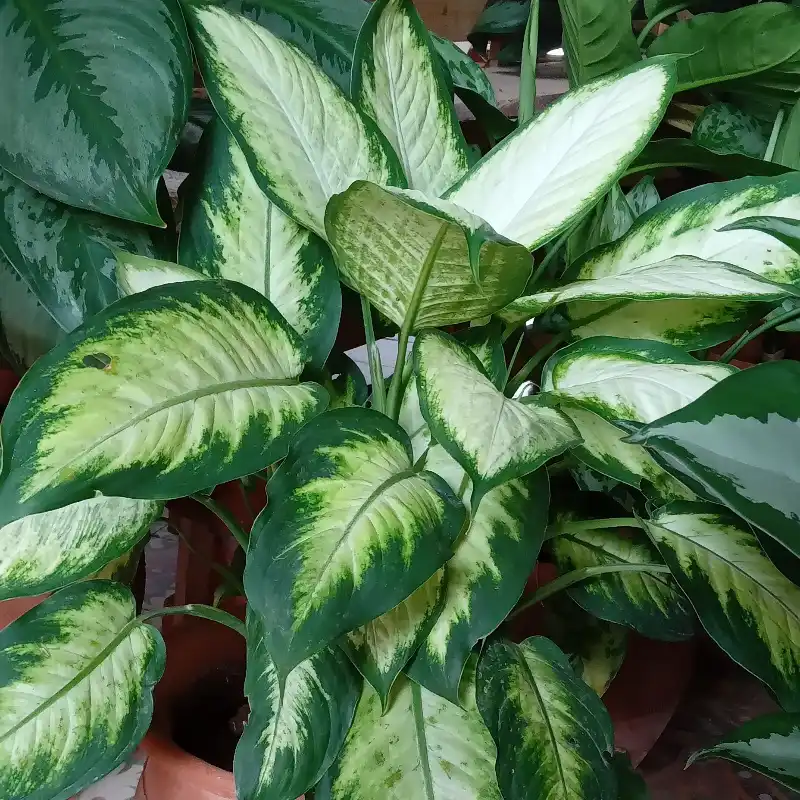 Dieffenbachia blanca