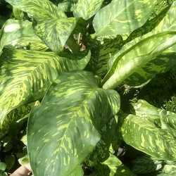 Dieffenbachia camuflaje