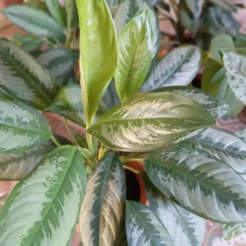 Dieffenbachia plateada invertida