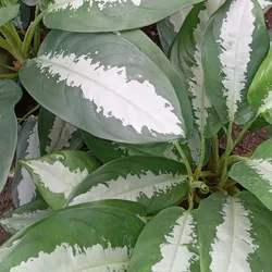 Dieffenbachia Plateada