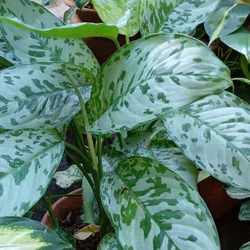 Dieffenbachia Venezolana