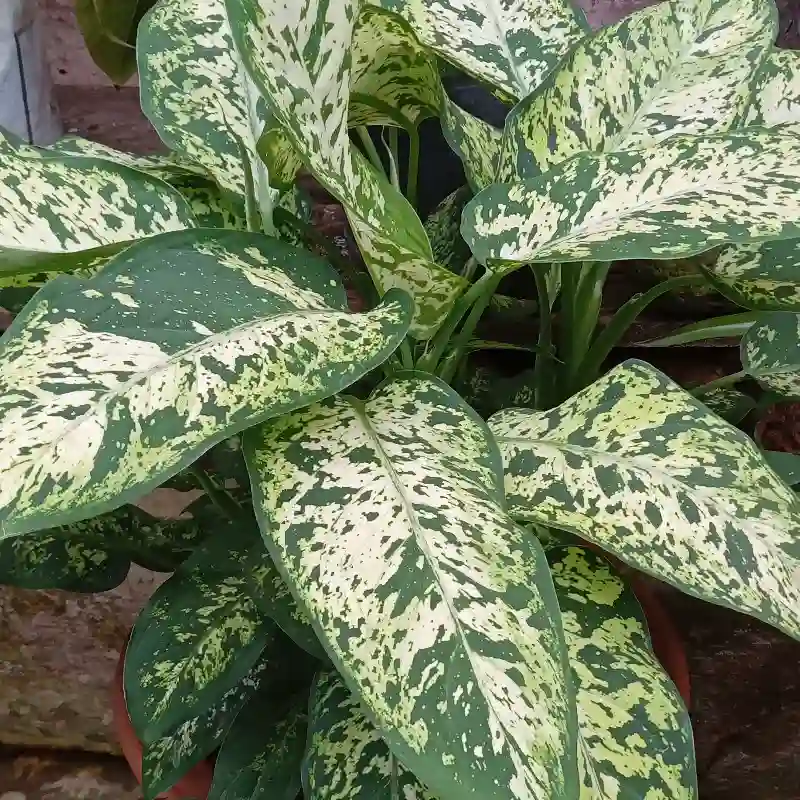 Dieffenbachia