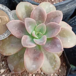 Echeveria chroma