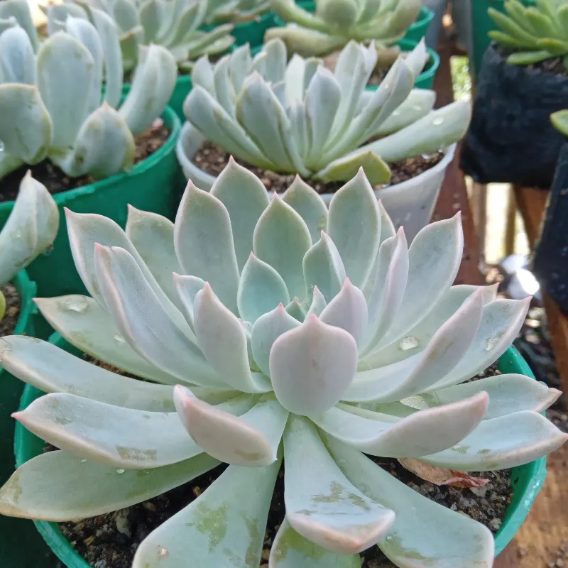 Echeveria 