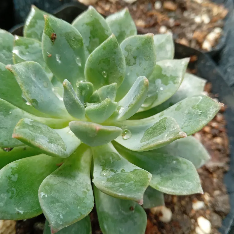 Echeveria Rons Evans