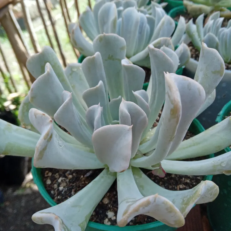 Echeveria Ruyoni