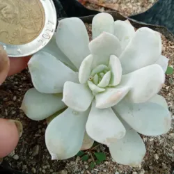 Echeveria 