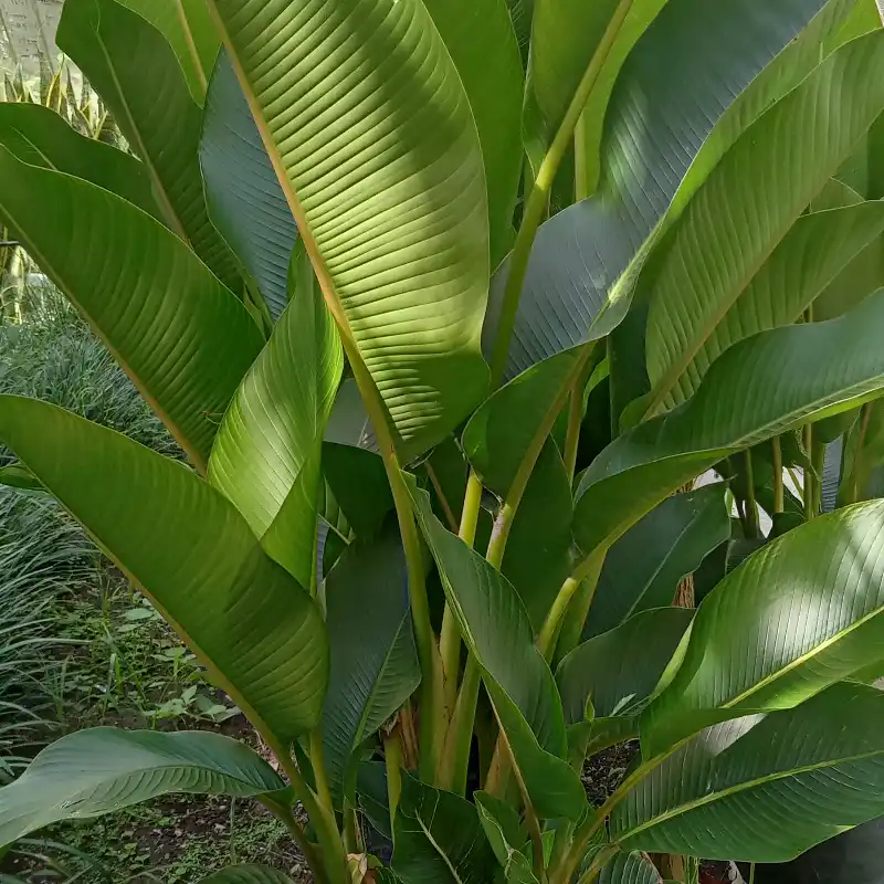 Elicornia  verde  (Indica Striata)