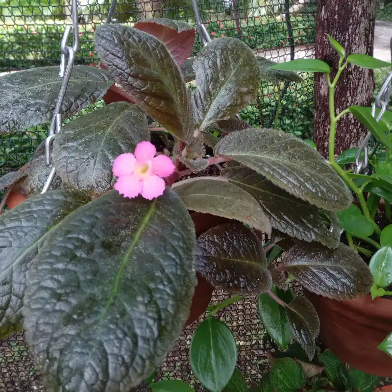 Episcia 2