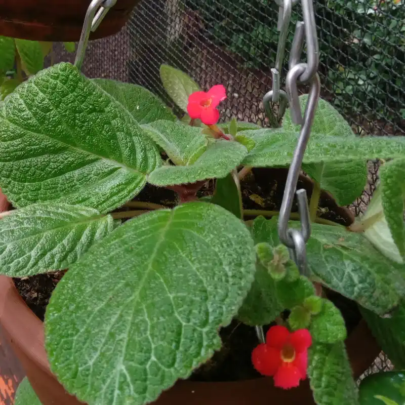 Episcia 3