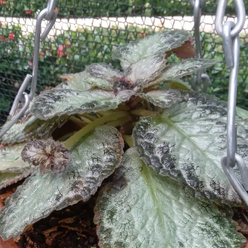 Episcia 4