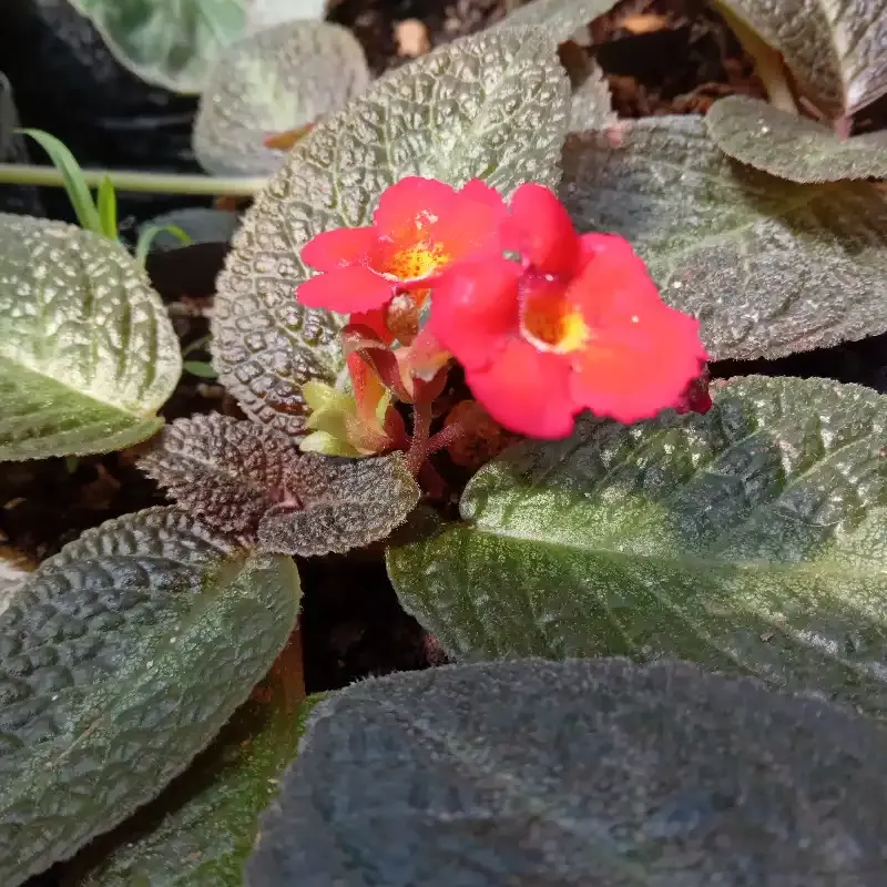 Episcia 5