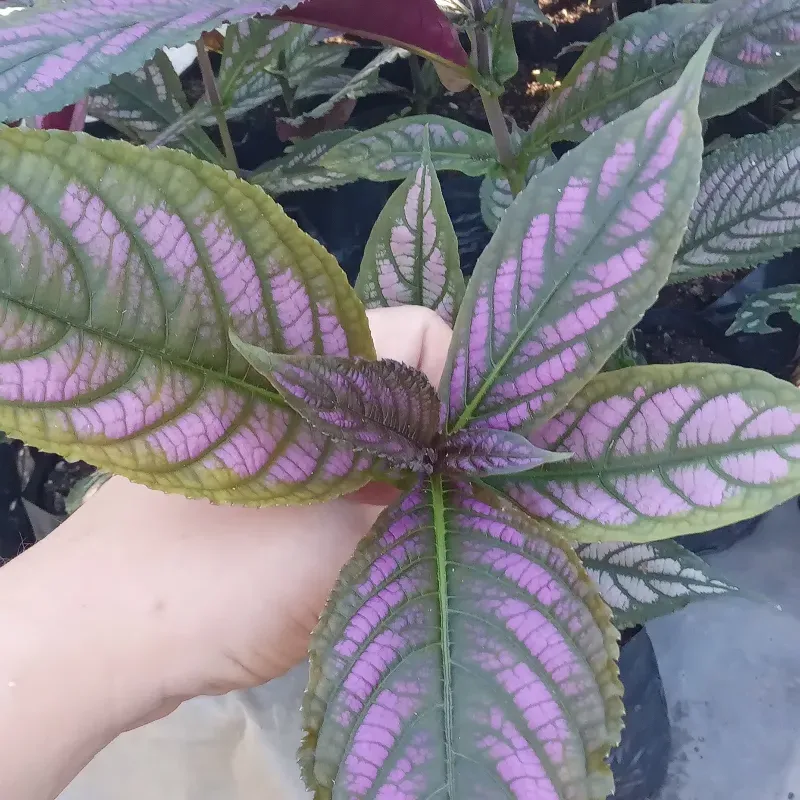 Escudo Persa ( Strobilanthes dyeriana)