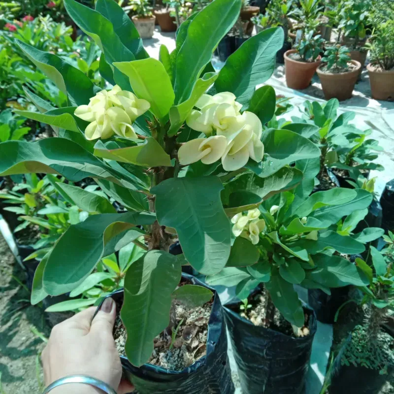 Euphorbia amarilla (Jumbo)