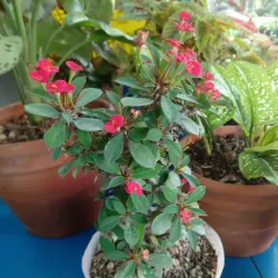 Euphorbia enana (corona de cristo)