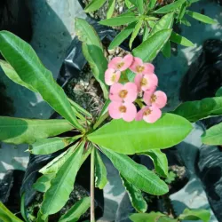 Euphorbia enana rosada