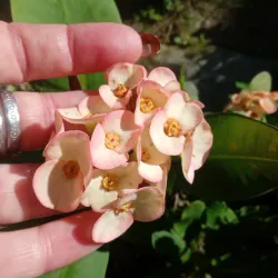 Euphorbia mili, corona de cristo 