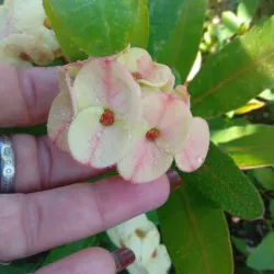 Euphorbia mili, corona de cristo
